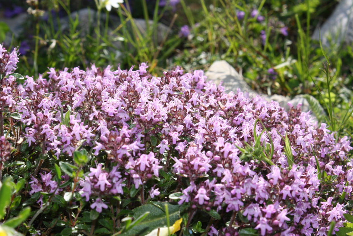 Thymus sp. da determinare -4